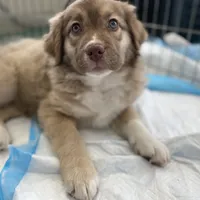 Penne, a female Australian Shepherd for sale in Denver, CO – 1 of 3