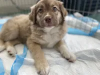 Penne, a female Australian Shepherd for sale in Denver, CO – Photo 1 of 3