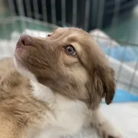Penne, a female Australian Shepherd for sale in Denver, CO – 2 of 3