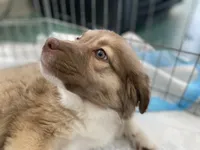 Penne, a female Australian Shepherd for sale in Denver, CO – Photo 2 of 3