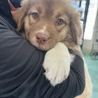 Penne, a female Australian Shepherd for sale in Denver, CO – 3 of 3