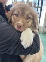 Penne, a female Australian Shepherd for sale in Denver, CO – Photo 3 of 3