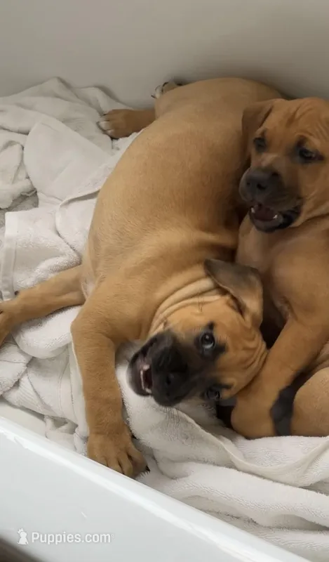 Monkey, a female Black Mouth Cur for sale in Denver, CO – Photo 1 of 3