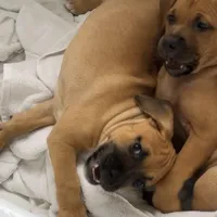 Monkey, a female Black Mouth Cur for sale in Denver, CO – 1 of 3