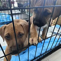 Monkey, a female Black Mouth Cur for sale in Denver, CO – 3 of 3