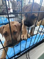 Monkey, a female Black Mouth Cur for sale in Denver, CO – Photo 3 of 3