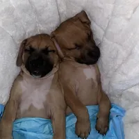 Monkey, a female Black Mouth Cur for sale in Denver, CO – 2 of 3
