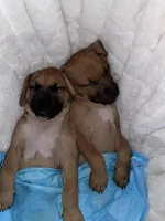 Monkey, a female Black Mouth Cur for sale in Denver, CO – Photo 2 of 3