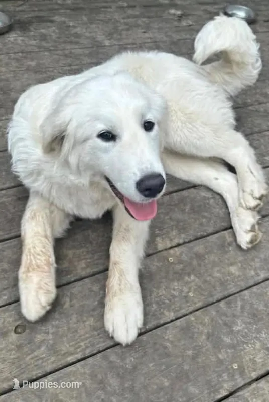 Gideon – Great Pyrenees puppy for sale in Denver, CO