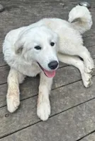 Gideon, a male Great Pyrenees for sale in Denver, CO – 1 of 1