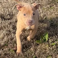 Ping, a male American Pit Bull Terrier for sale in Denver, CO – 2 of 2
