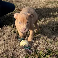 Ping, a male American Pit Bull Terrier for sale in Denver, CO – 1 of 2