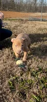 Ping, a male American Pit Bull Terrier for sale in Denver, CO – Photo 1 of 2