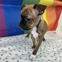 Cyrus, a male Beagle and Chihuahua for sale in Denver, CO – 5 of 6