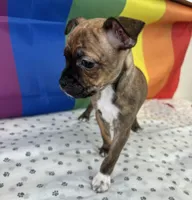 Cyrus, a male Beagle and Chihuahua for sale in Denver, CO – Photo 5 of 6