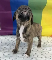 Cyrus, a male Beagle and Chihuahua for sale in Denver, CO – Photo 3 of 6