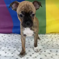 Cyrus, a male Beagle and Chihuahua for sale in Denver, CO – 4 of 6