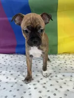 Cyrus, a male Beagle and Chihuahua for sale in Denver, CO – Photo 4 of 6