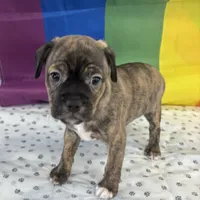 Cyrus, a male Beagle and Chihuahua for sale in Denver, CO – 6 of 6