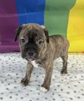 Cyrus, a male Beagle and Chihuahua for sale in Denver, CO – Photo 6 of 6