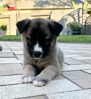 Shank, a male German Shepherd Dog for sale in Denver, CO – 1 of 1