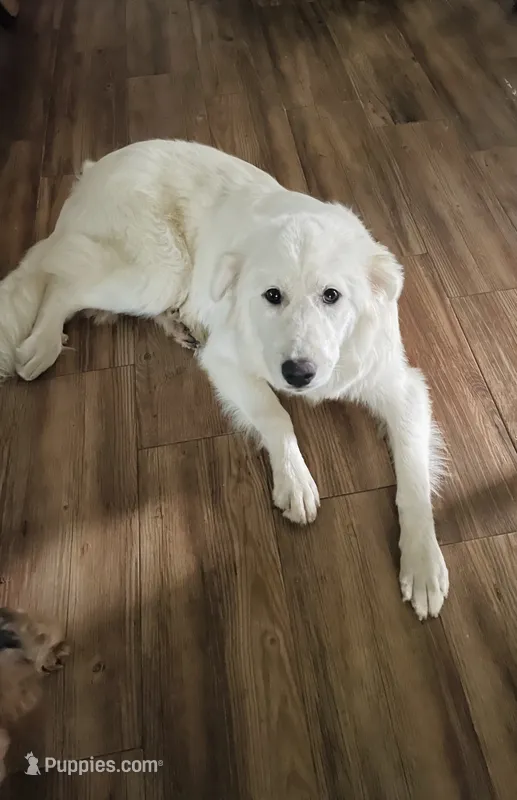 Rosa, a female Great Pyrenees for sale in Denver, CO – 1 of 1