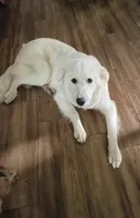 Rosa, a female Great Pyrenees for sale in Denver, CO – 1 of 1