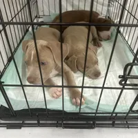 Bic, a male American Staffordshire Terrier for sale in Denver, CO – Photo 2 of 2