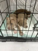 Bic, a male American Staffordshire Terrier for sale in Denver, CO – Photo 2 of 2