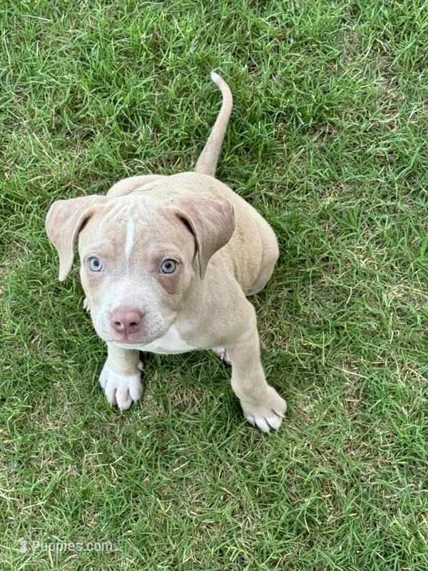Bic, a male American Staffordshire Terrier for sale in Denver, CO – Photo 1 of 2