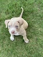 Bic, a male American Staffordshire Terrier for sale in Denver, CO – Photo 1 of 2