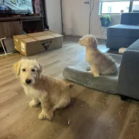 Pina, a male Soft Coated Wheaten Terrier for sale in Denver, CO – 2 of 2