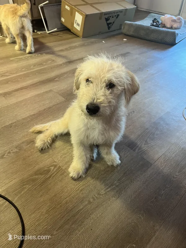 Pina, a male Soft Coated Wheaten Terrier for sale in Denver, CO – Photo 1 of 2