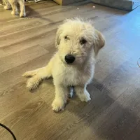 Pina, a male Soft Coated Wheaten Terrier for sale in Denver, CO – 1 of 2