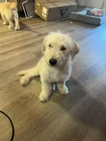 Pina, a male Soft Coated Wheaten Terrier for sale in Denver, CO – Photo 1 of 2