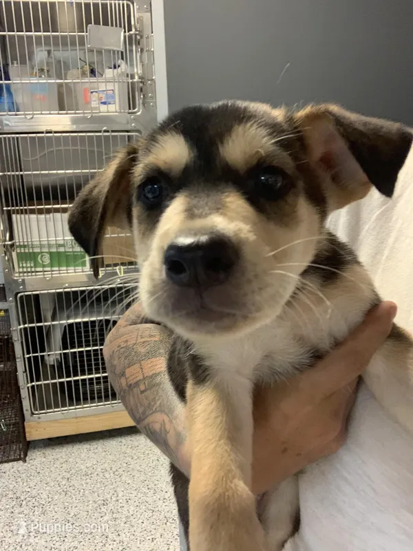 Nox, a female German Shepherd Dog for sale in Denver, CO – Photo 1 of 6