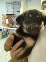 Nox, a female German Shepherd Dog for sale in Denver, CO – Photo 2 of 6