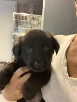 Nox, a female German Shepherd Dog for sale in Denver, CO – Photo 4 of 6