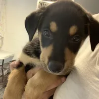 Nox, a female German Shepherd Dog for sale in Denver, CO – 5 of 6
