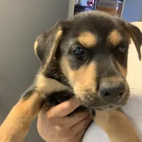 Nox, a female German Shepherd Dog for sale in Denver, CO – 6 of 6