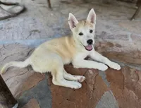 Brigid, a female German Shepherd Dog for sale in Denver, CO – 3 of 4
