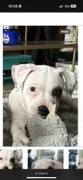 Batina, a female American Staffordshire Terrier for sale in Denver, CO – 1 of 1