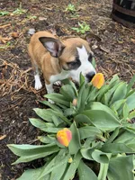 Lommy, a female American Staffordshire Terrier for sale in Denver, CO – Photo 4 of 4