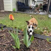 Lommy, a female American Staffordshire Terrier for sale in Denver, CO – 3 of 4