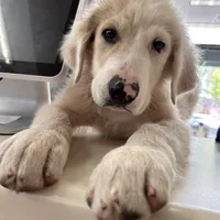 SpongeBob, a male Great Pyrenees for sale in Denver, CO – 1 of 3