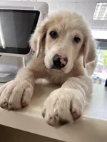 SpongeBob, a male Great Pyrenees for sale in Denver, CO – Photo 1 of 3