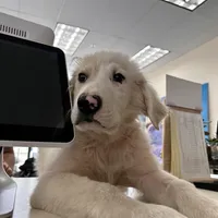 SpongeBob, a male Great Pyrenees for sale in Denver, CO – 3 of 3