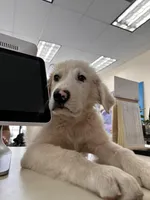 SpongeBob, a male Great Pyrenees for sale in Denver, CO – Photo 3 of 3