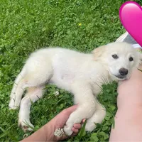 SpongeBob, a male Great Pyrenees for sale in Denver, CO – 2 of 3