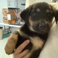 Fawkes, a female German Shepherd Dog for sale in Denver, CO – 4 of 4